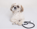 animales, ACV, tratamiento, mayo clinic proceedings